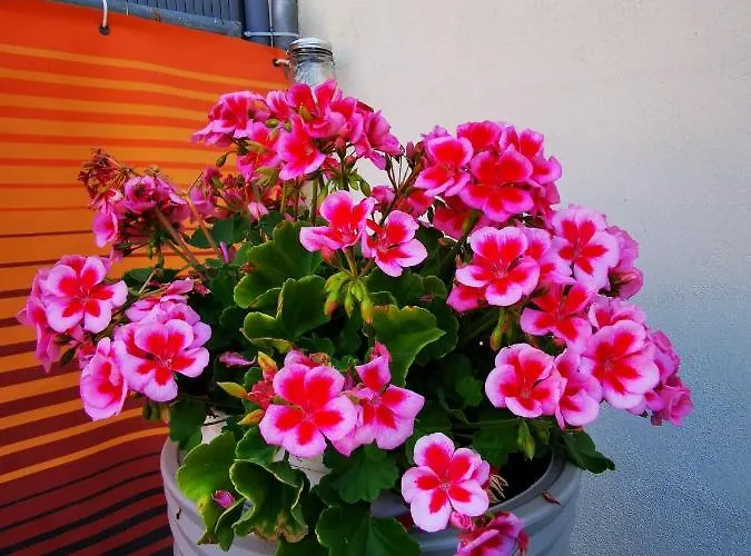 Apartmán Am Rathaus Und No11